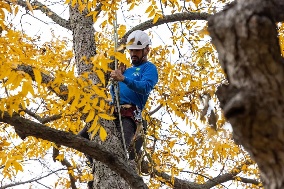 Skilled Storm Damage Cleanup crew working in Imlay